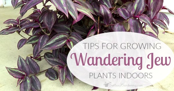 Wandering Jew Plant Care: How To Care For A Wandering Jew Plant