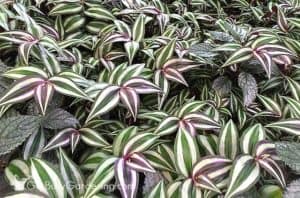 Wandering Jew Plant Care & Complete Growing Guide - Get Busy Gardening