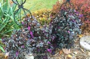 wandering jew plant sun requirements