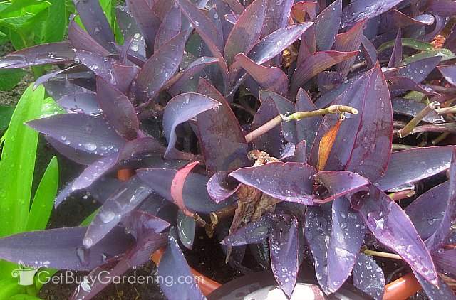 Purple heart wandering jew (Tradescantia pallida)