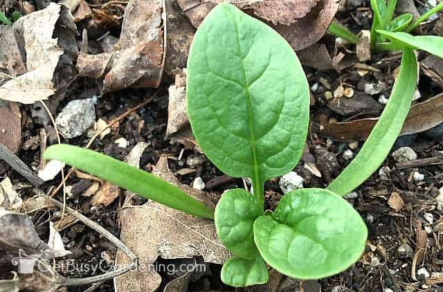 Almost ready to start harvesting spinach plant
