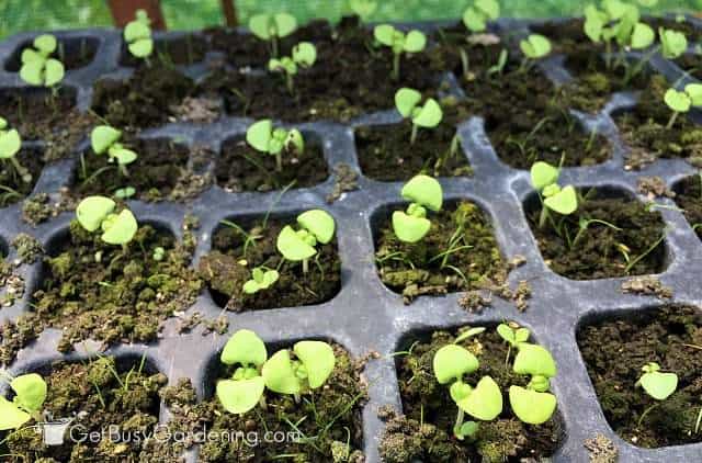 thinning basil seedlings