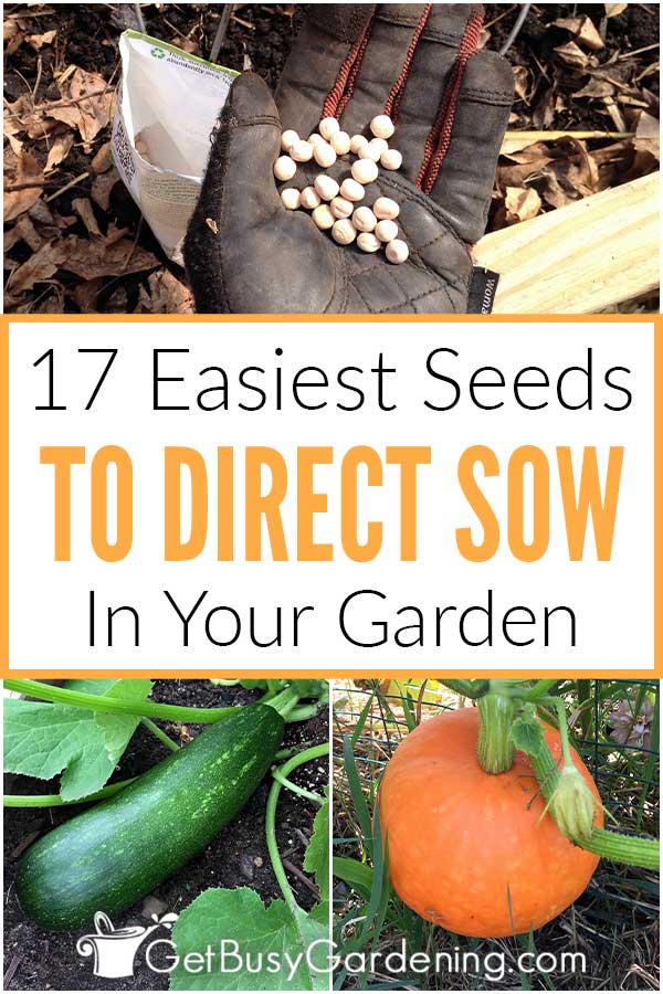 17 Easiest Seeds To Direct Sow In Your Garden