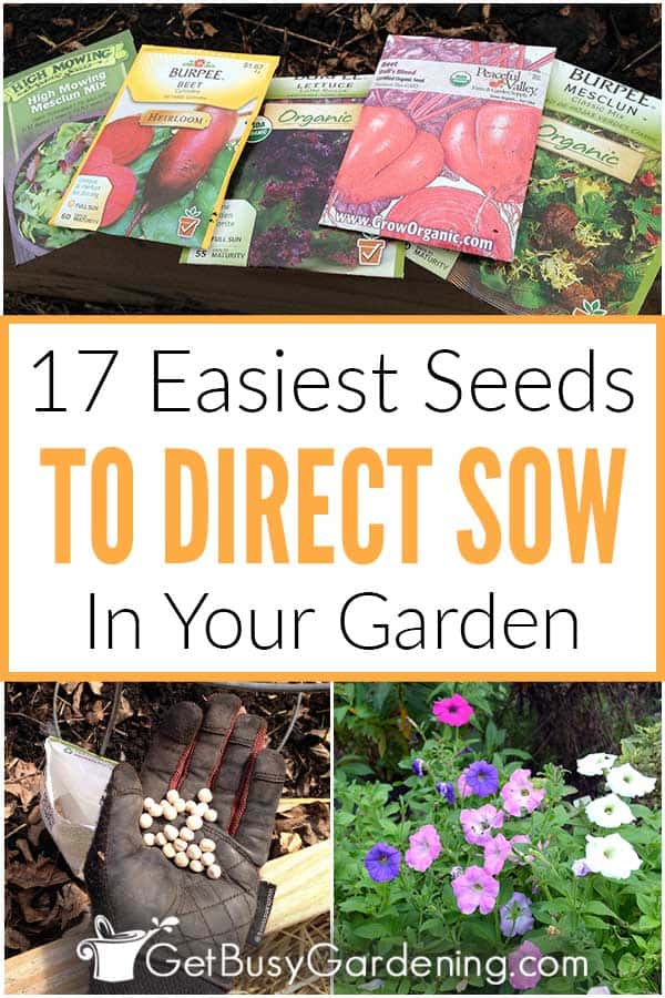 17 Easiest Seeds To Direct Sow In Your Garden