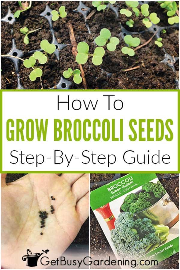 How To Grow Broccoli Seeds Step-By-Step Guide