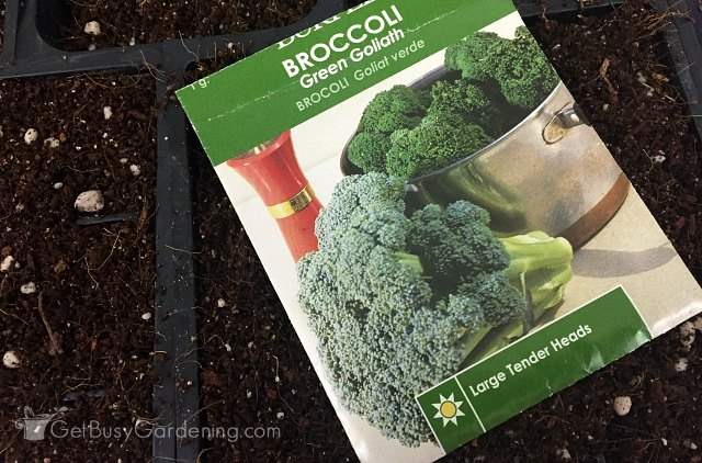 A Beginner S Guide To Growing Broccoli From Seed A Beginner S Guide To Growing Broccoli From Seed