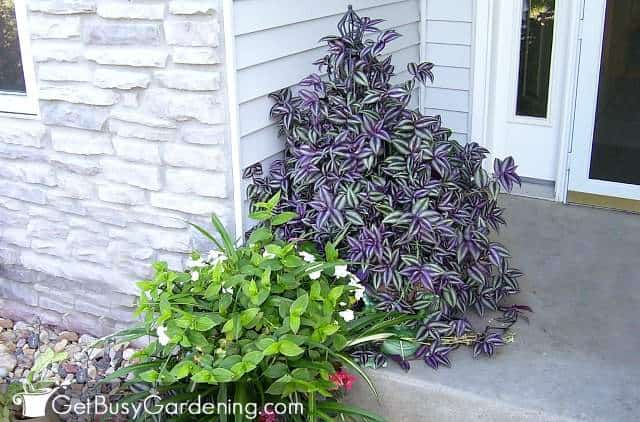 Wandering jew plant outdoors on my front step
