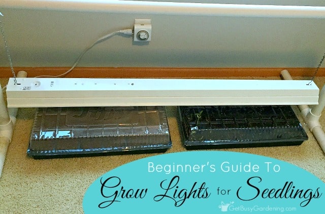 Lighting For Seedlings A Beginner S Guide To Grow Lights For