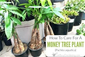 How To Care For A Money Tree Plant (Pachira aquatica)