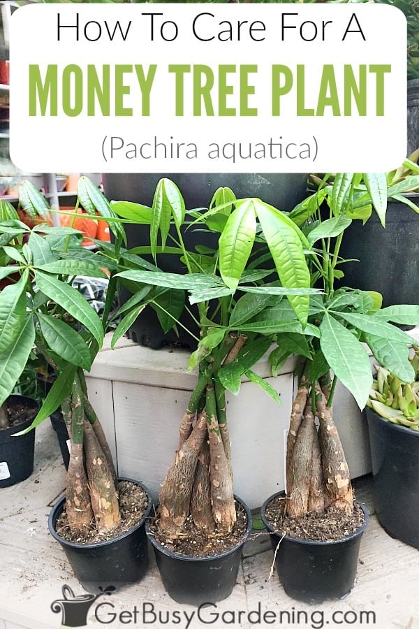 How To Care For A Money Tree Plant (Pachira aquatica)
