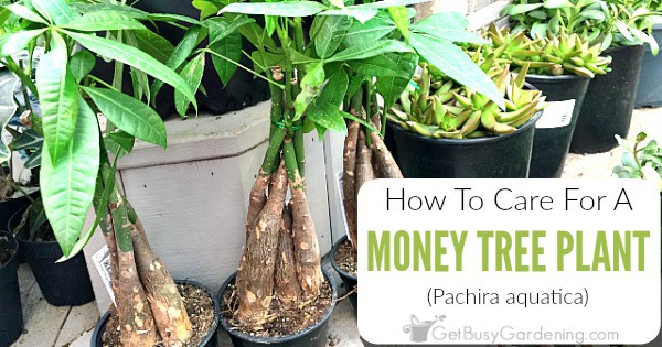 Money Plant Care Guide How To Take Care Of A Money Tree Plant - 