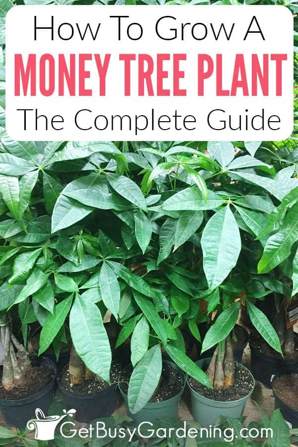How To Grow A Money Tree Plant The Complete Guide