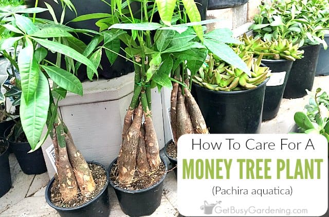 How to take care deals of the money tree