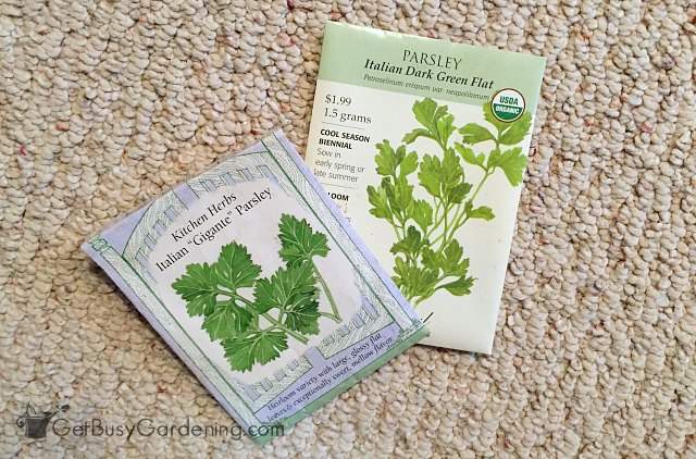 Growing Parsley From Seed A Step By Guide For Beginners Parsley Seed Packets