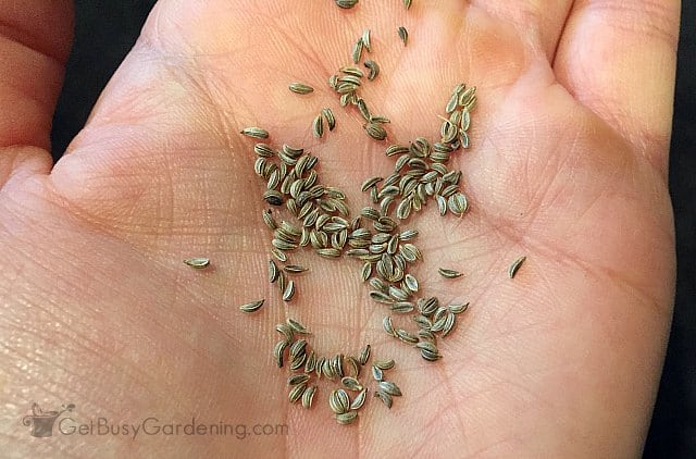 Growing Parsley From Seed A Step By Guide For Beginners Parsley Seeds