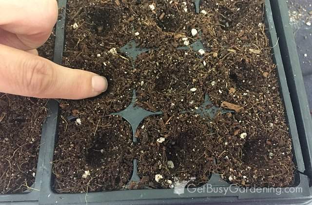 A Beginner S Guide To Growing Broccoli From Seed A Beginner S Guide To Growing Broccoli From Seed