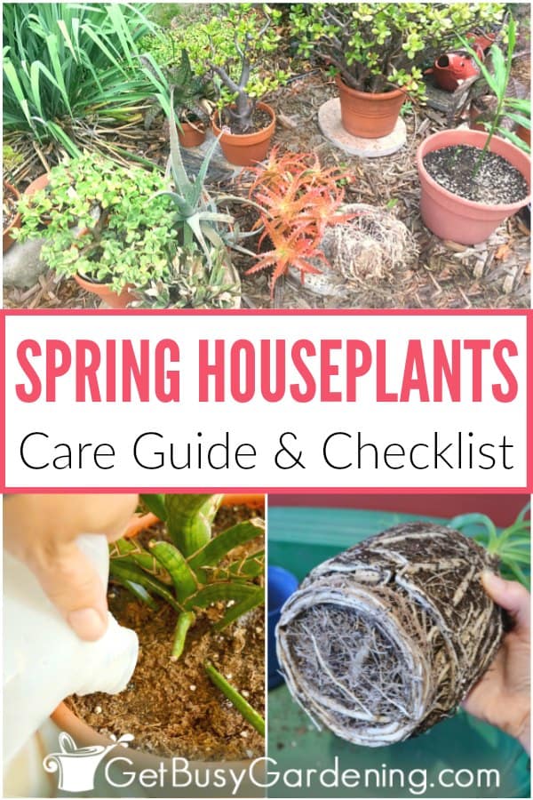 Spring houseplant care guide and checklist