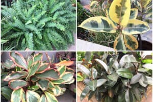 Collage of four different tropical houseplants growing indoors