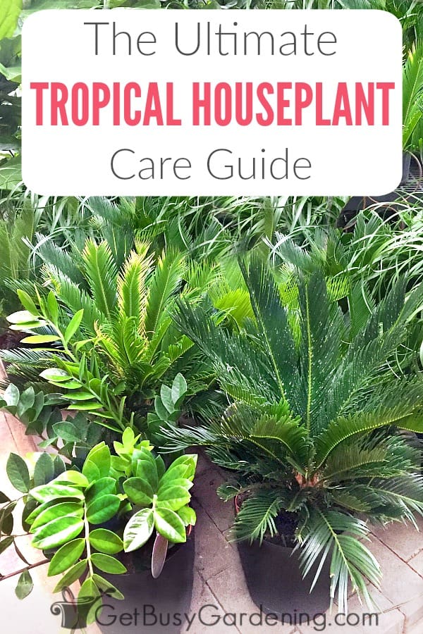 Indoor Tropical Plant Care And Complete Growing Guide Get Busy Gardening 9362