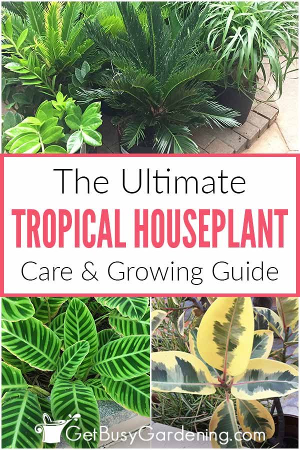 Tropical Houseplant Care Collage Pin 