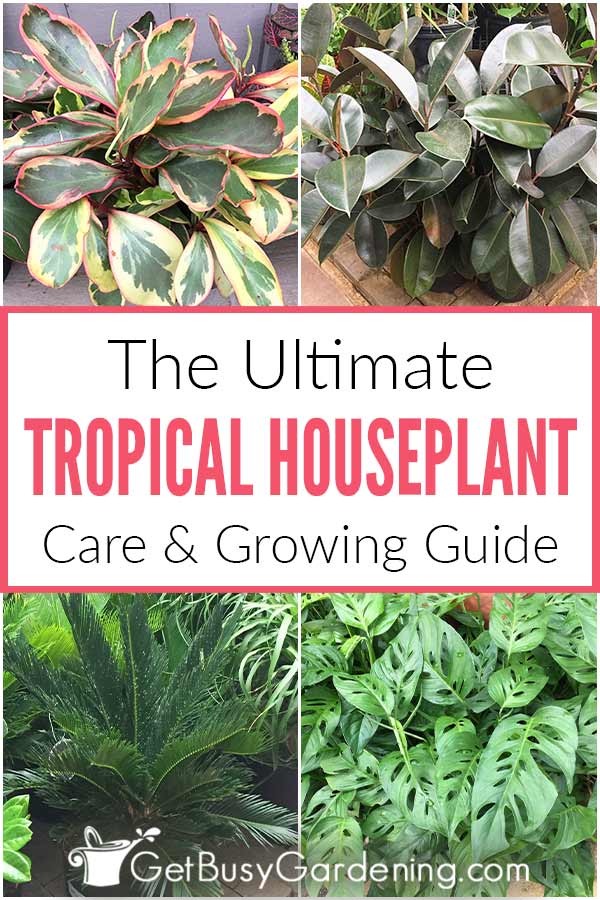 The Ultimate Tropical Houseplant Care Guide