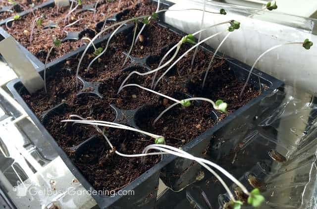 grow lights for vegetable seedlings