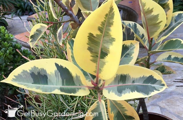 Closeup of a healthy yellow and green rubber plant