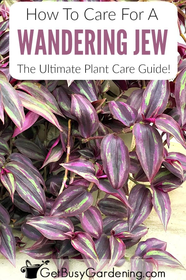 How To Care For A Wandering Jew: The Ultimate Plant Care Guide!
