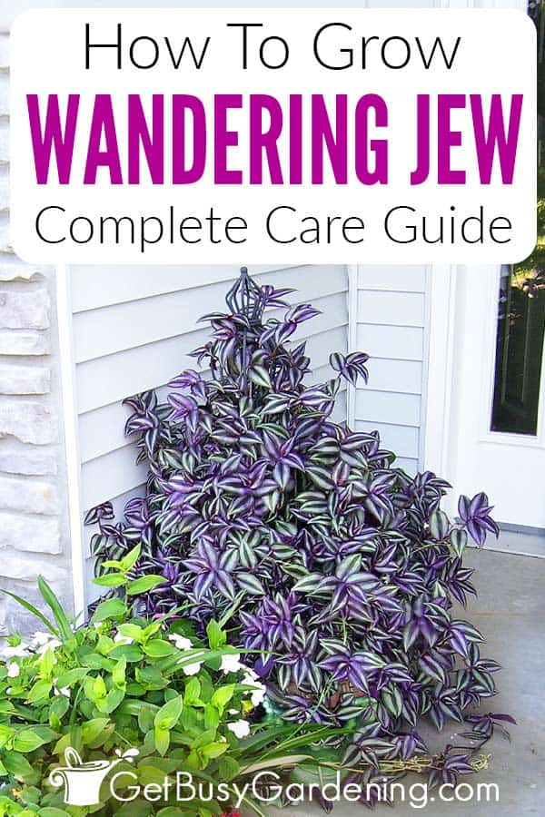 How To Grow Wandering Jew Complete Care Guide
