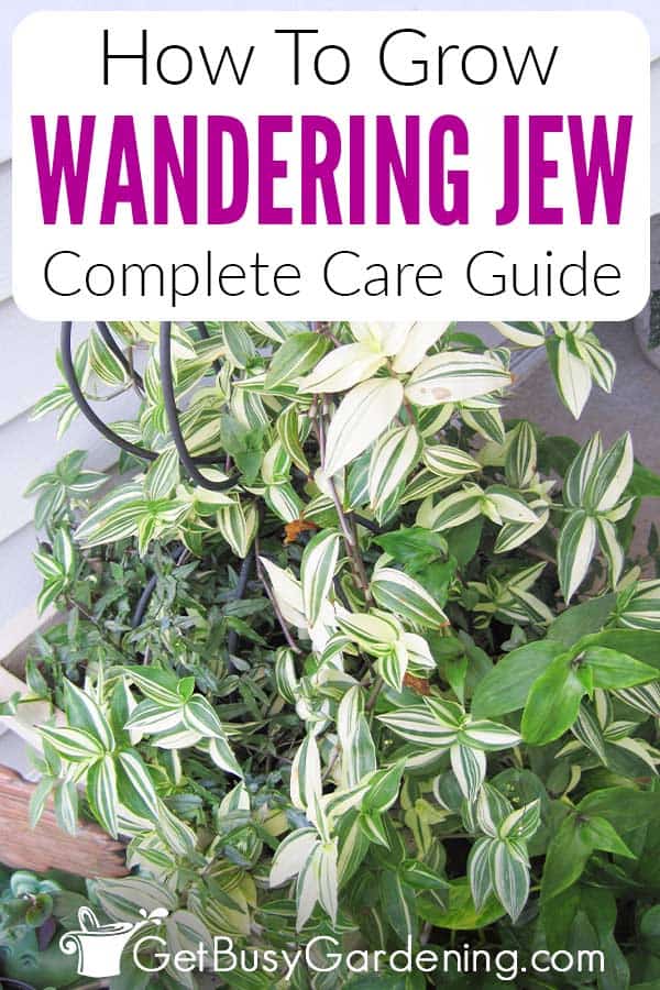 How To Grow Wandering Jew Complete Care Guide