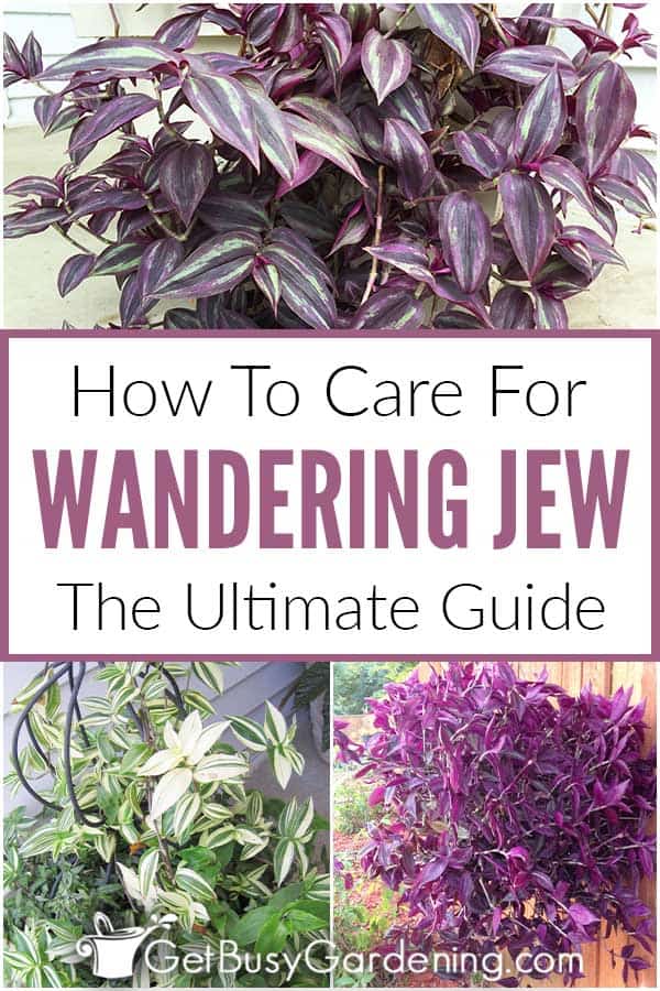How To Care For Wandering Jew: The Ultimate Guide