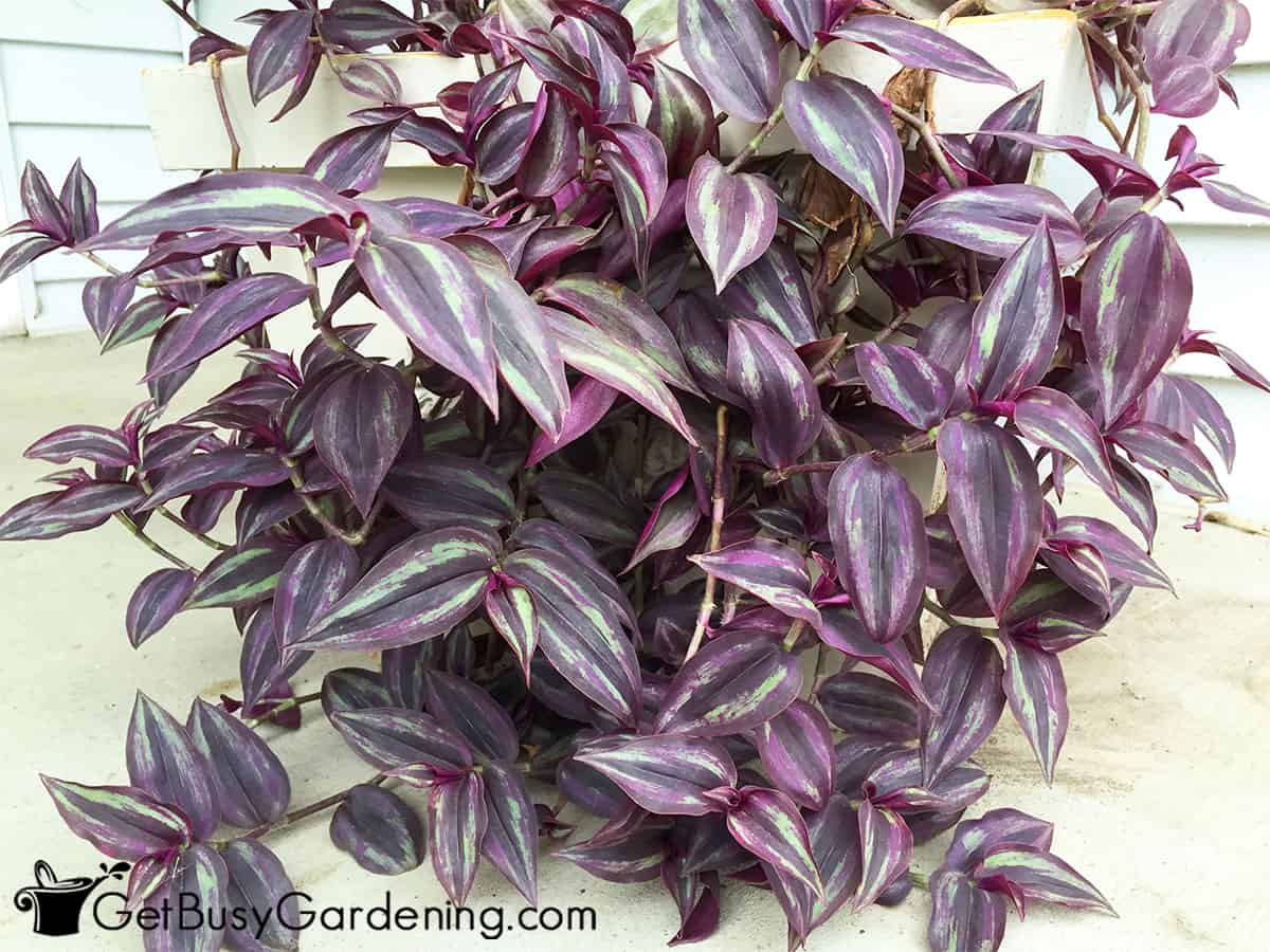 Wandering Jew Plant Care Complete Growing Guide Get Busy Gardening Wandering Jew Plant Care Complete Growing Guide Get Busy Gardening
