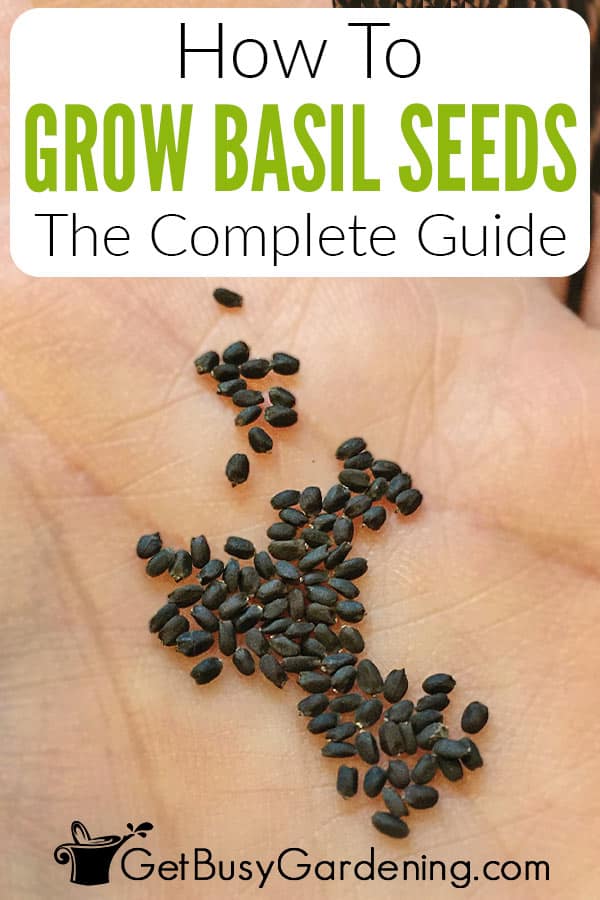 How To Grow Basil Seeds The Complete Guide