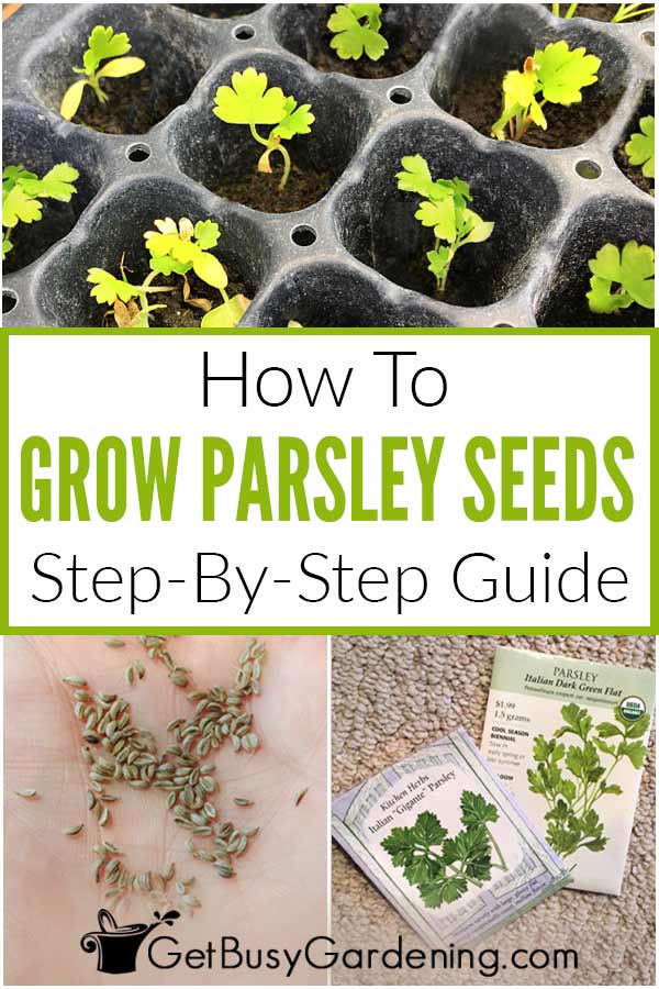 How To Grow Parsley Seeds Step-By-Step Guide