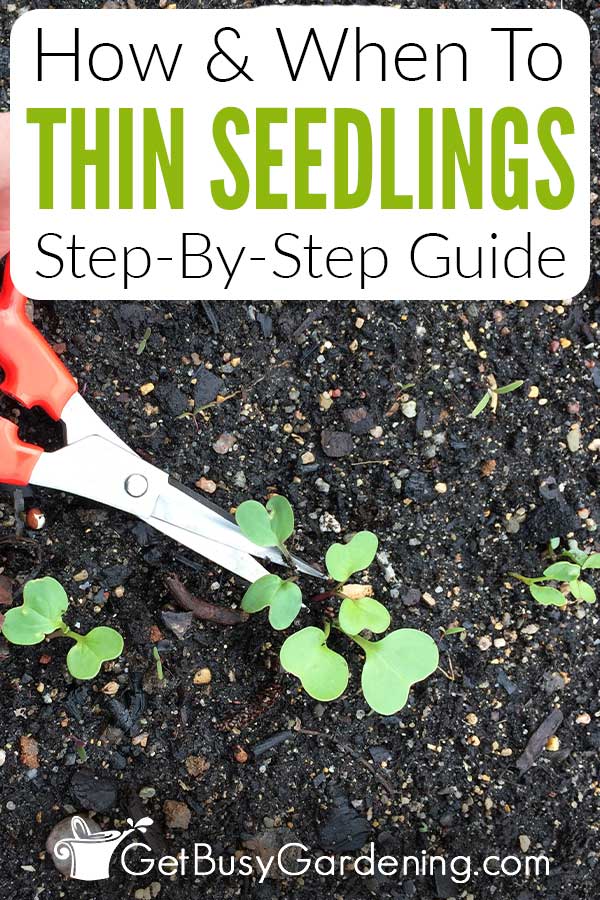 How & When To Thin Seedlings Step-By-Step Guide