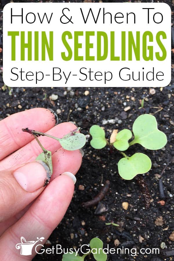How & When To Thin Seedlings Step-By-Step Guide