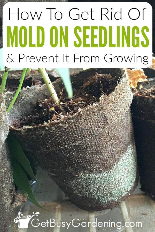 How to Prevent Green Algae or White Mold on Seedling Soil