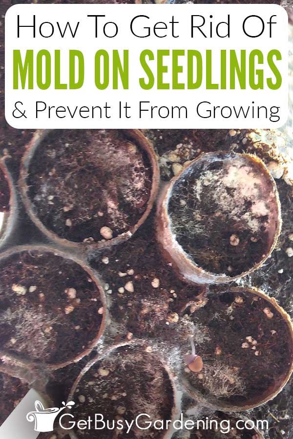 How To Get Rid Of Mold On Seedlings & Prevent It From Growing