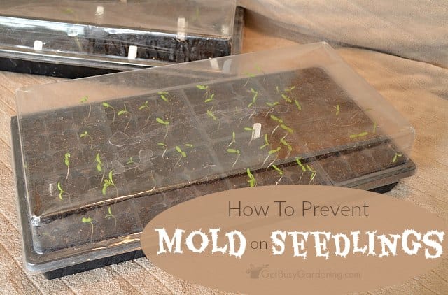 Mold On Seedlings How To Prevent Mold Growth In Your Seed Trays