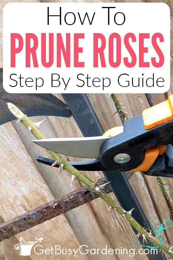 How To Prune Roses Step By Step Guide