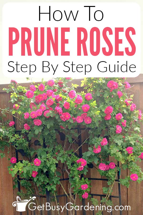 How To Prune Roses Step By Step Guide