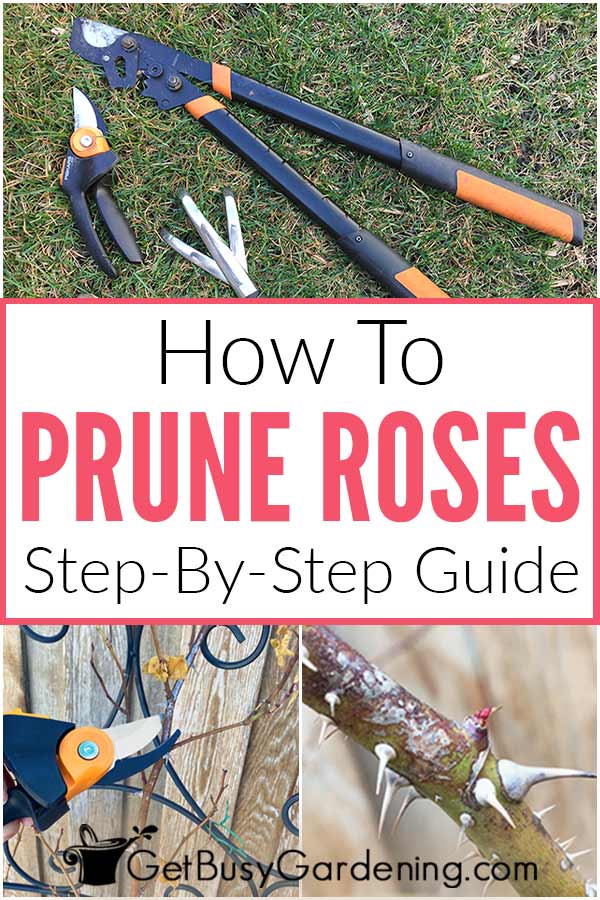 How To Prune Roses: Step-By-Step Guide