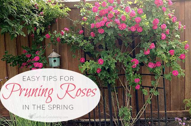 Pruning Roses In Spring: Easy Tips For Cutting Back Rose Bushes