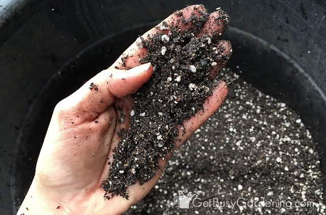 Container gardening potting soil in my hand