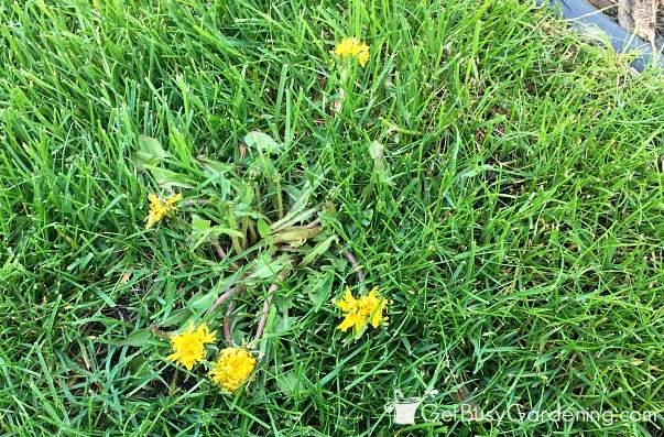 Paardebloemen in mijn gras