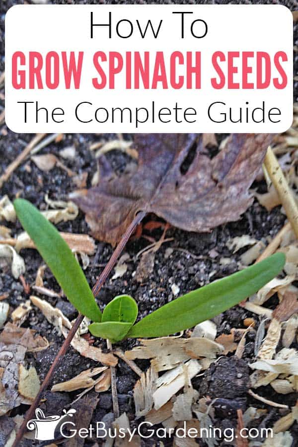 How To Grow Spinach Seeds The Complete Guide