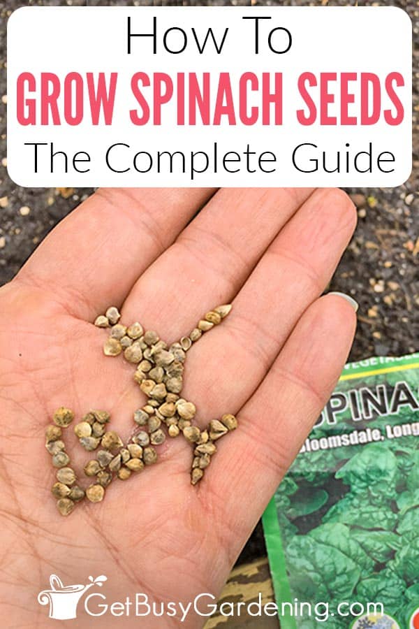 How To Grow Spinach Seeds The Complete Guide