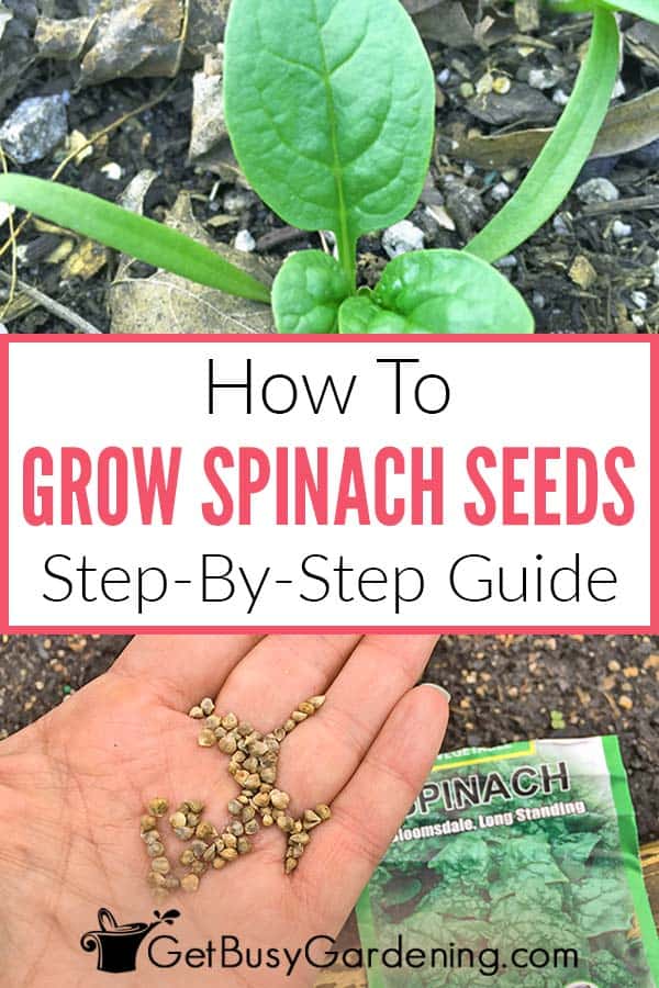 How To Grow Spinach Seeds: Step-By-Step Guide
