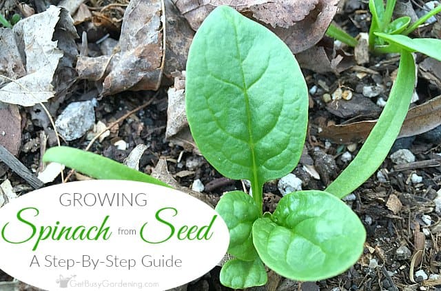 Growing Spinach From Seed A Step By Step Guide For Beginners - 