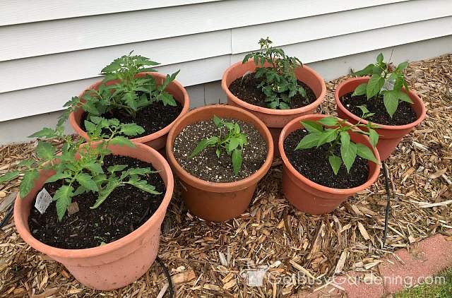 Outdoor containers filled with soil and plant